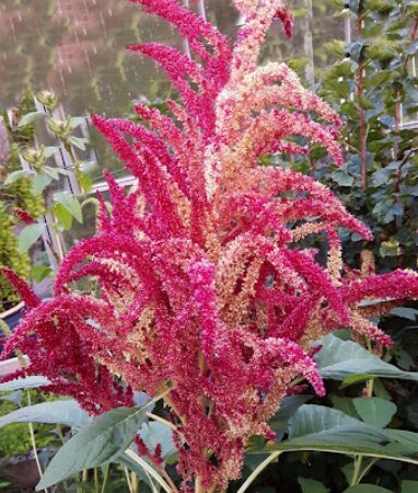 Amarants 'Alegria'